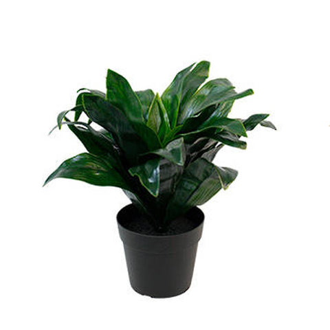 Dracaena Compacta Potted