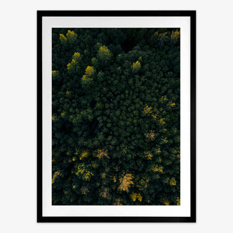 Evergreen Art Print