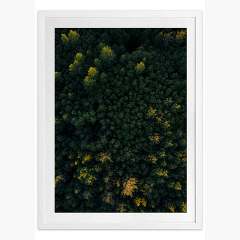 Evergreen Art Print