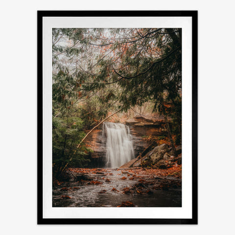 Forest Walks Art Print