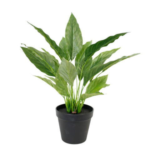 Potted Spathiphyllum Bush